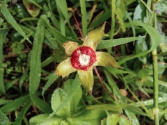 Potentilla indica