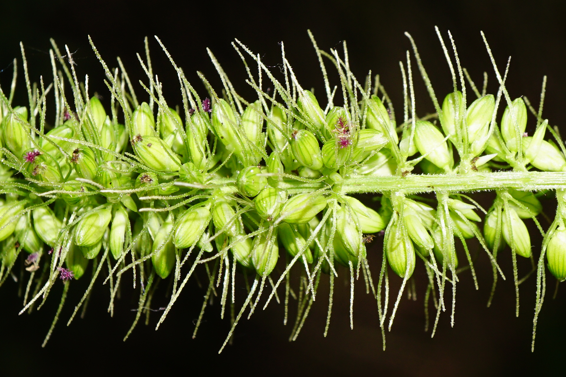 (c) Patrick Hacker, certains droits réservés (CC BY) https://www.inaturalist.org/observations/66784481