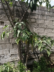 Vasconcellea × pentagona