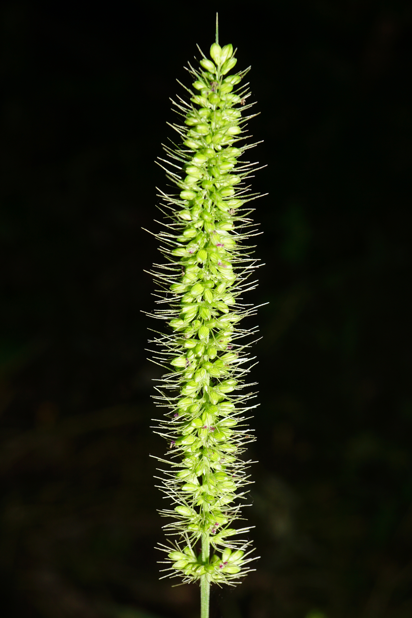 (c) Patrick Hacker, certains droits réservés (CC BY) https://www.inaturalist.org/observations/66784481