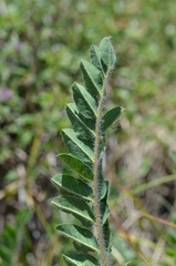 Astragalus schanginianus