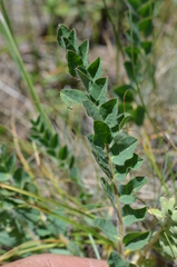 Astragalus schanginianus