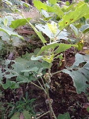 Solanum hirtum