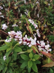 Persicaria japonica