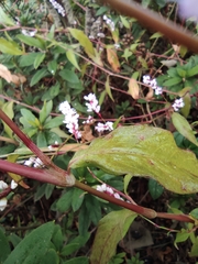 Persicaria japonica