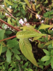 Persicaria japonica
