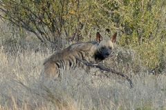 Hyaena hyaena