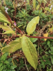 Persicaria japonica