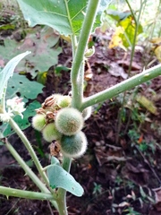 Solanum hirtum