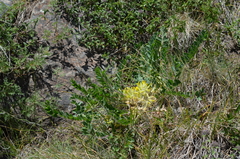 Astragalus schanginianus