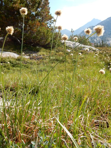 Short-hair cottongrass (Calliscirpus brachythrix)