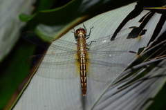 Erythrodiplax famula