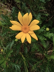 Euryops pectinatus