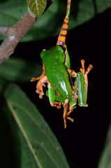 Callimedusa tomopterna