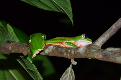 Callimedusa tomopterna