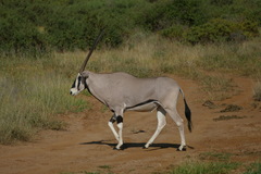 Oryx beisa beisa