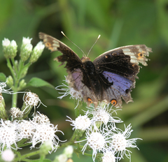 Junonia orithya ocyale