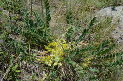 Astragalus schanginianus