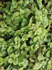 Plectranthus verticillatus