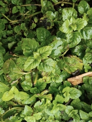 Plectranthus verticillatus