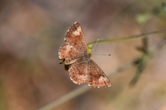 Calephelis arizonensis