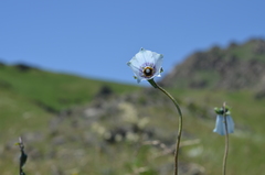 Codonopsis clematidea