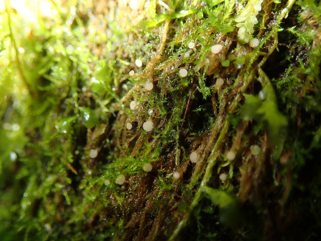 Belonioscyphella