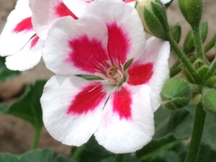 Pelargonium