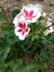 Pelargonium