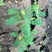 Phyllanthus compressus - Photo (c) Luis Humberto Vicente-Rivera, osa oikeuksista pidätetään (CC BY-NC), lähettänyt Luis Humberto Vicente-Rivera