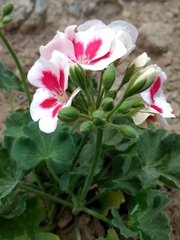 Pelargonium