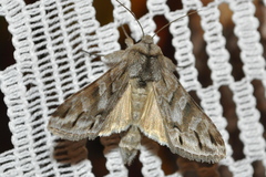 Cucullia fraudatrix