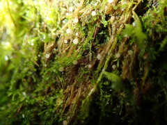 Belonioscyphella hypnorum