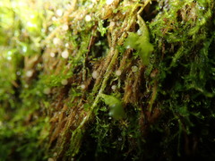 Belonioscyphella hypnorum