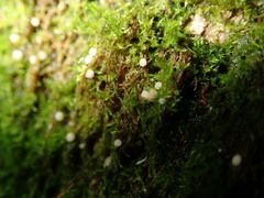 Belonioscyphella hypnorum