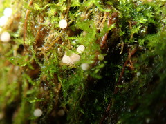 Belonioscyphella hypnorum