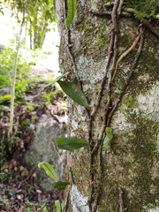 Microgramma lycopodioides