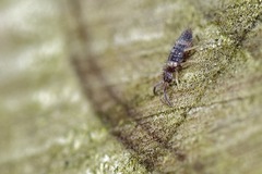 Entomobrya albocincta