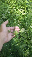 Galium pseudorivale