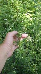 Galium pseudorivale