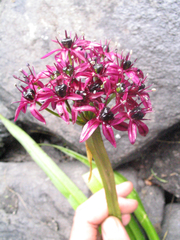Allium wallichii