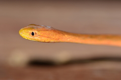 Thamnodynastes pallidus