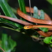 Amazon Coastal House Snake - Photo (c) ombeline_sculfort, some rights reserved (CC BY-NC-ND), uploaded by ombeline_sculfort