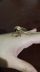 Amastus aconia rumina