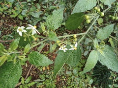 Solanum americanum