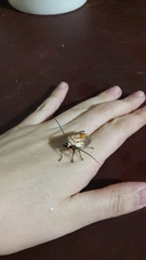 Amastus aconia rumina