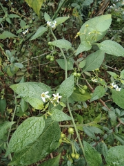 Solanum americanum