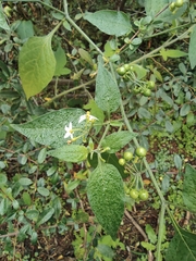 Solanum americanum
