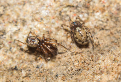 Enoplognatha mandibularis