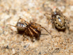 Enoplognatha mandibularis